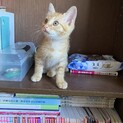 子猫　1ー2ヶ月　保護ねこ　里親募集！
