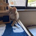 生後1-2ヶ月　子猫ちゃん　里親募集！