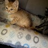 生後1-2ヶ月　子猫ちゃん　里親募集！ サムネイル2