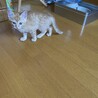 生後1-2ヶ月　子猫ちゃん　里親募集！ サムネイル3