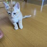 生後1-2ヶ月　子猫ちゃん　里親募集！ サムネイル4
