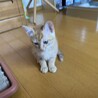 生後1-2ヶ月　子猫ちゃん　里親募集！ サムネイル5