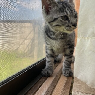 生後2ヶ月半のグレトラ男の子