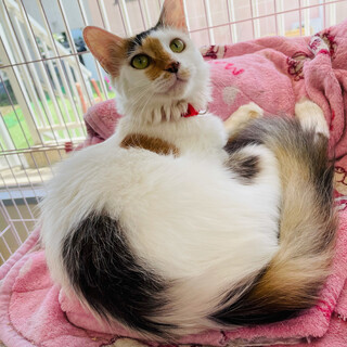 人大好きな美人さん