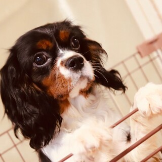 元気いっぱい遊ぶの大好き♪イケメン、ロバートくん