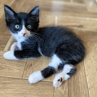 はっぴ