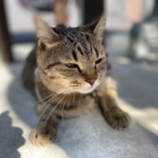 ぽんちょこりんのカバー写真