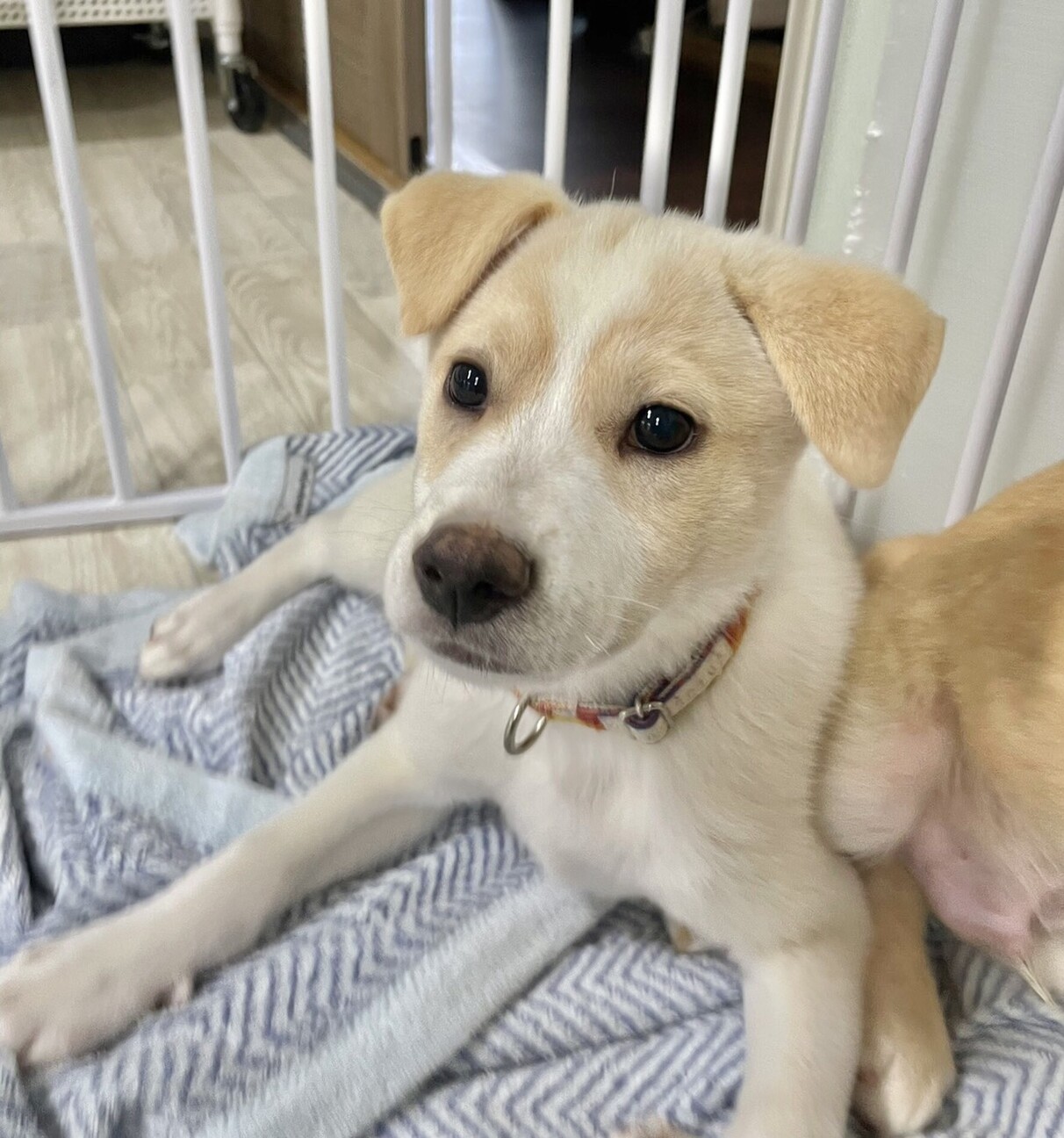 Mix子犬の女の子ルッコ 茨城県 犬の里親募集 ペットのおうち 月間利用者150万人