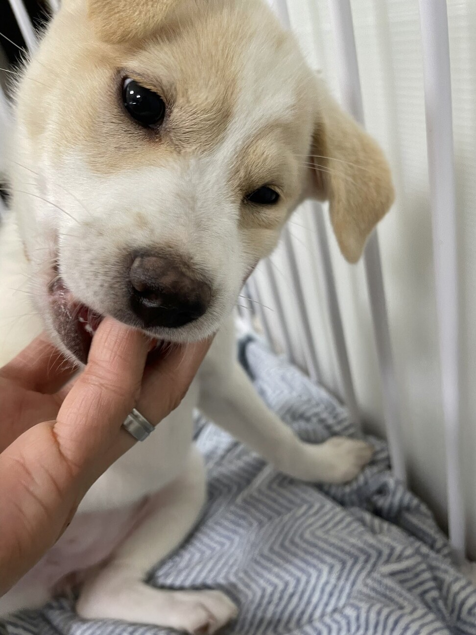 Mix子犬の女の子ルッコ 茨城県 犬の里親募集 ペットのおうち 月間利用者150万人