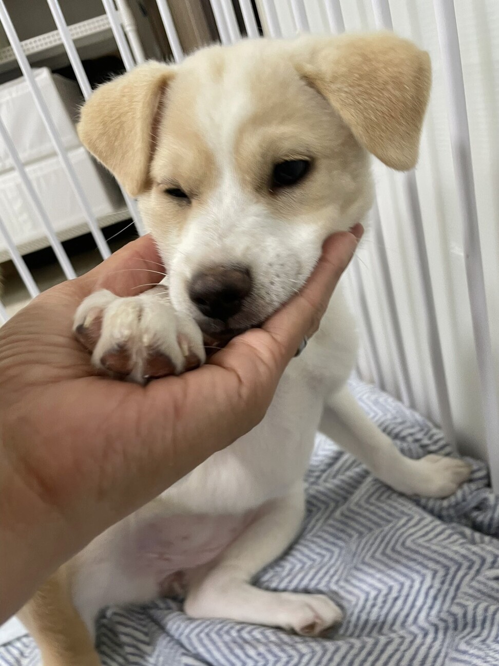 Mix子犬の女の子ルッコ 茨城県 犬の里親募集 ペットのおうち 月間利用者150万人