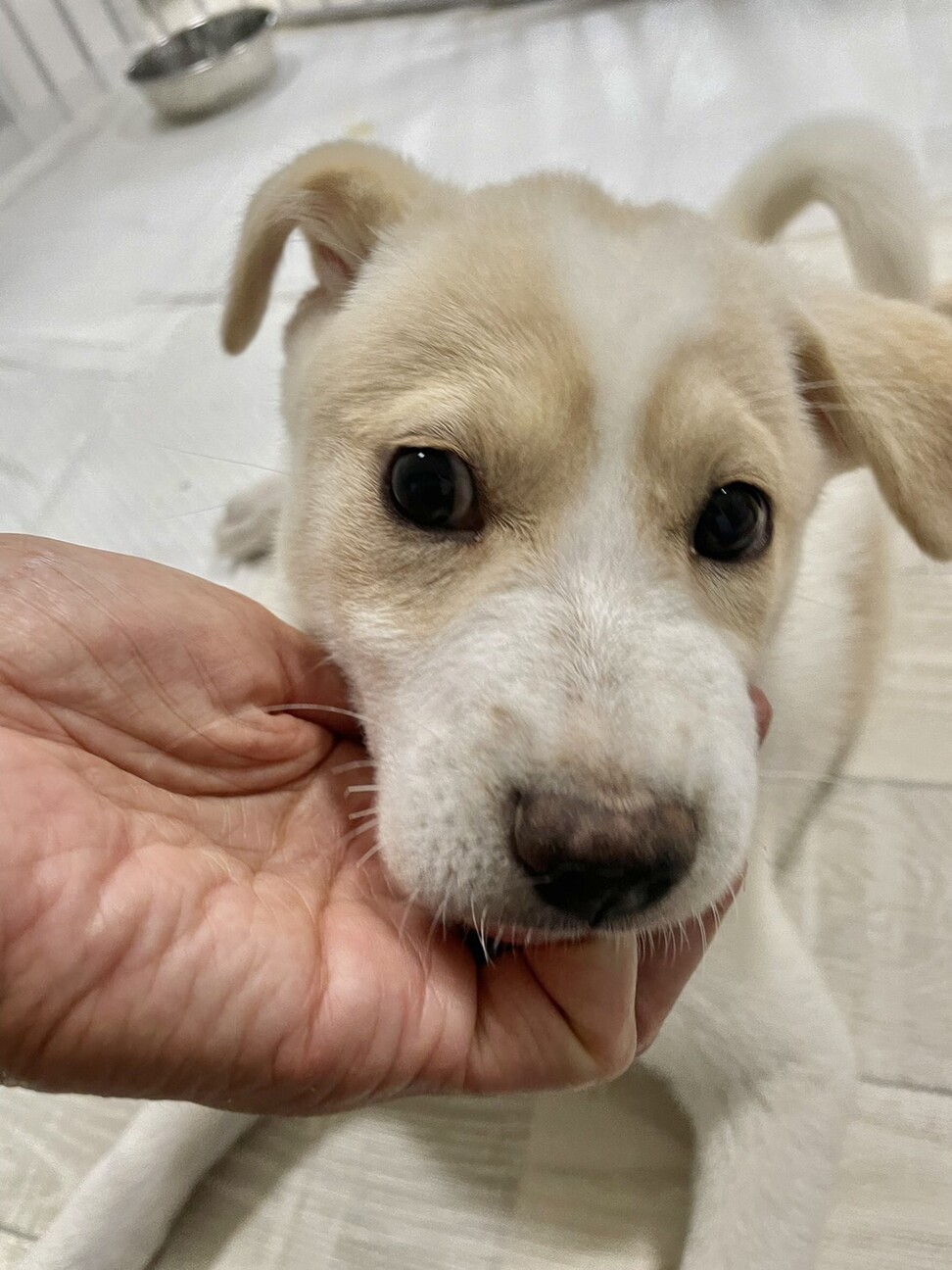 Mix子犬の女の子ルッコ 茨城県 犬の里親募集 ペットのおうち 月間利用者150万人