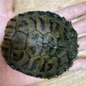 みどりかめ　甲羅サイズ8cm たぶんメス