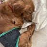Mダックス推定8歳前後♂仮名☆澪（れい） サムネイル7