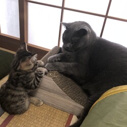 「もんちゃん正式に」サムネイル2