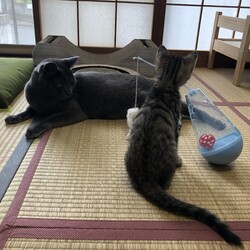 「もんちゃん正式に」サムネイル3