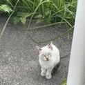 迷い子猫ちゃん急募‼️