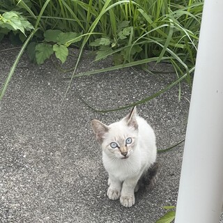 迷い子猫ちゃん急募‼️