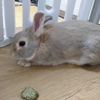 うさぎの男の子 1歳