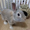 うさぎの男の子 1歳 サムネイル2