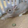 うさぎの男の子 1歳 サムネイル4