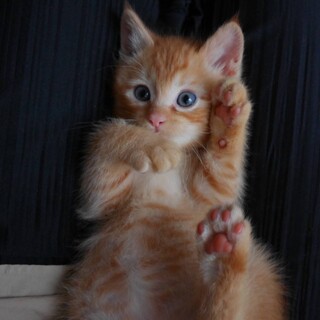 可愛い茶トラ子猫ケンくん