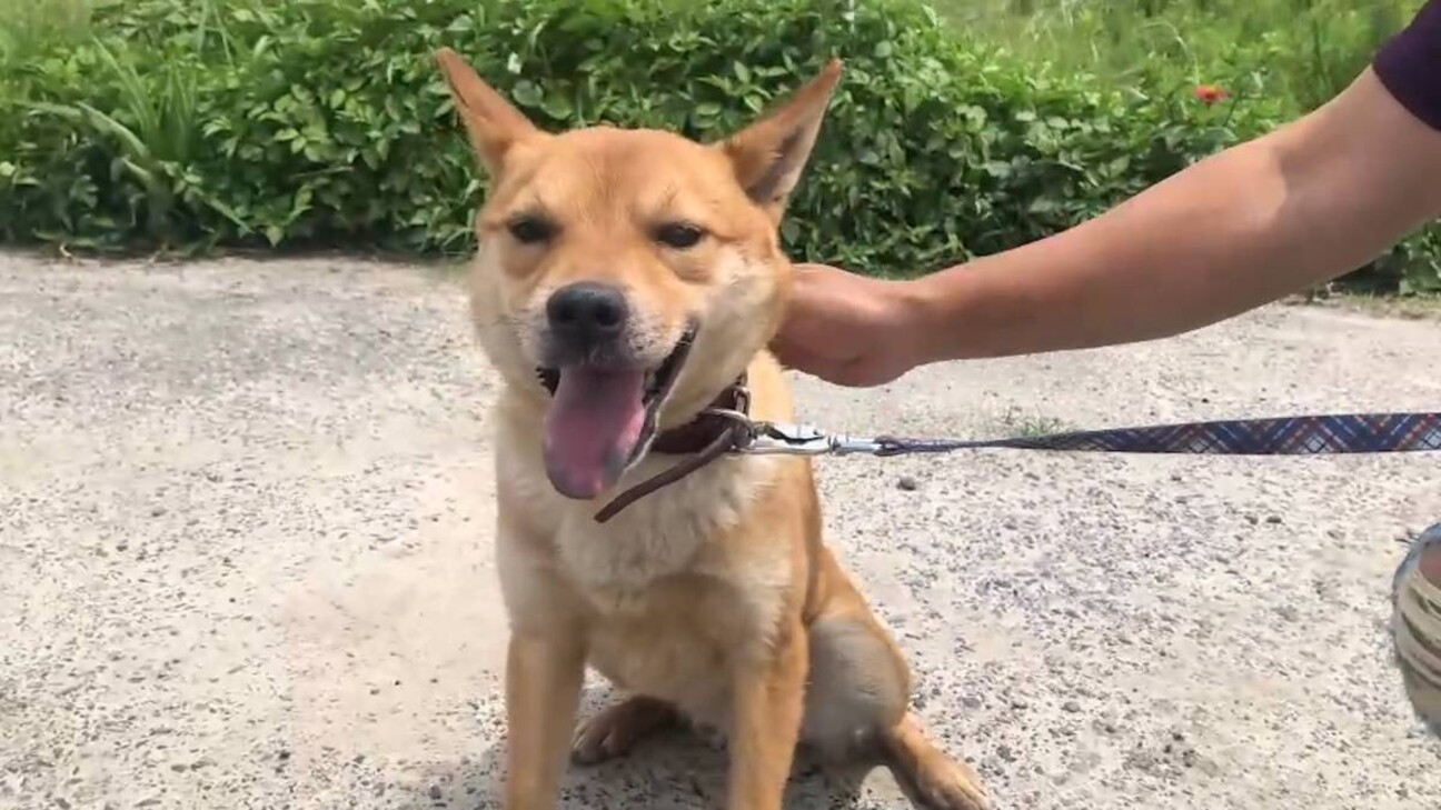 のりくん チワワ豆柴mi 奈良県 犬の里親募集 ペットのおうち 月間利用者150万人