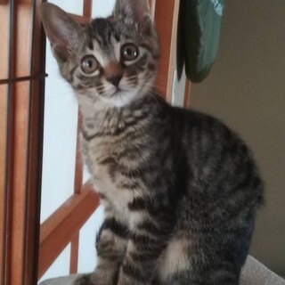 ねねちゃん2ヶ月・2021年4月15日頃生