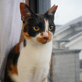 【とても綺麗でかわいい】ミケ