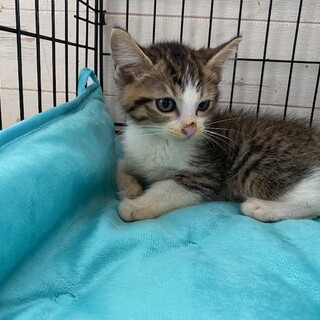 ハンサムきれいなマロンちゃん