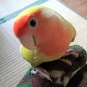 凶暴なコザクラインコ、メス3歳の里親を募集します。
