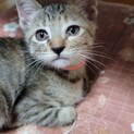 お膝が好きなキジ子猫♪
