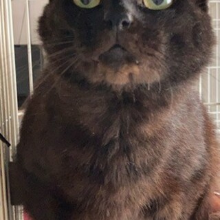 甘えん坊の黒猫　オルガくん