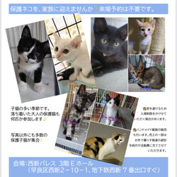 ねこ組　福岡　譲渡会 in西新パレス