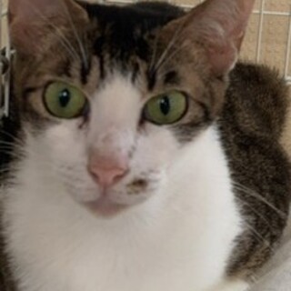 撫でられ好きなキジ白猫　アトラちゃん