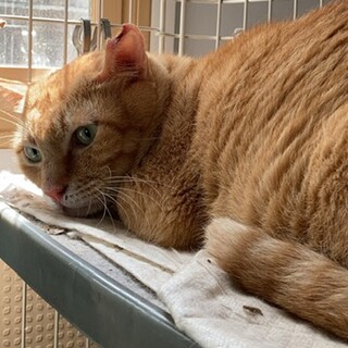 茶トラの成猫　クッキーくん