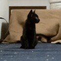 黒猫のトムくん