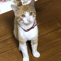 1歳前後の男の子　迷い猫？捨て猫さんのご家族募集