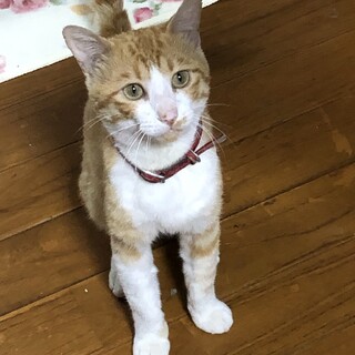 1歳前後の男の子　迷い猫？捨て猫さんのご家族募集