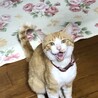 1歳前後の男の子　迷い猫？捨て猫さんのご家族募集 サムネイル2