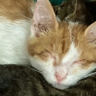 おてんばエリーちゃん