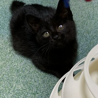 黒猫くーちゃん⭐️工業地帯で保護しました