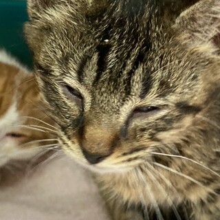 おとなしいキジ子猫②