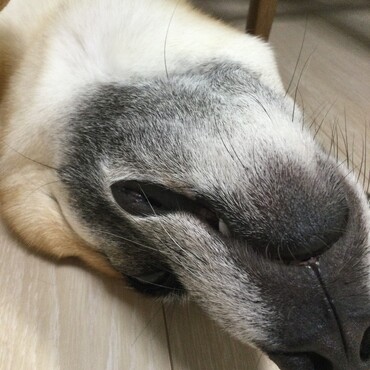 お疲れちゃん