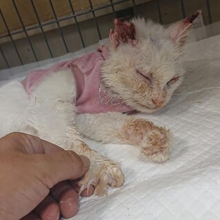 【亡くなりました】穏やかな白猫ドラちゃん。