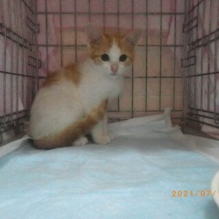 茶白くんの里親さんになってください