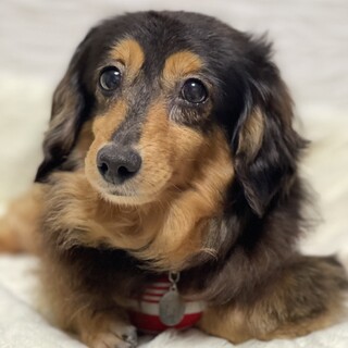 Mダックス推定5歳前後♀仮名☆葵音(あいね)