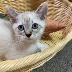 西那須野いぬねこ里親会 譲渡会