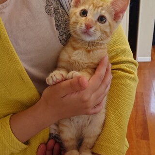 淡い茶トラの男の子 ※トライアル中