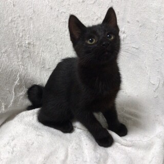 ポニーテール黒子猫　人なれ抜群　可愛いしっぽ
