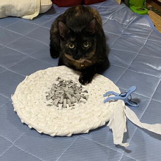 あまあま美猫サビ♀不妊駆虫ワクチン済み